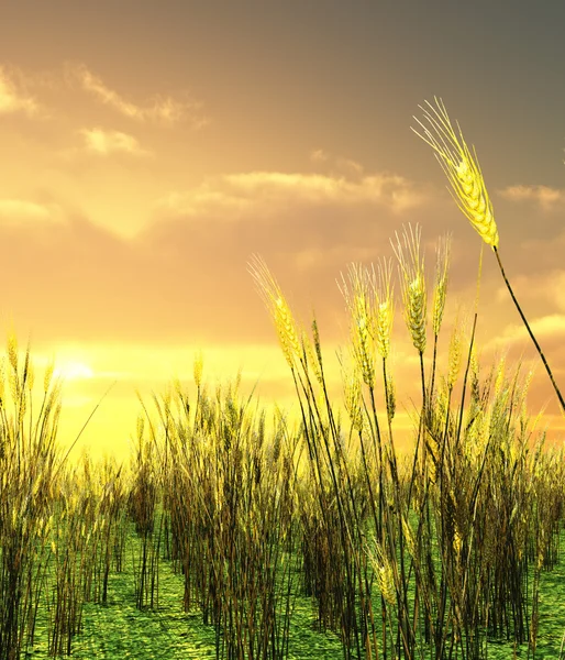 Krásný západ slunce nad pole pšenice — Stock fotografie