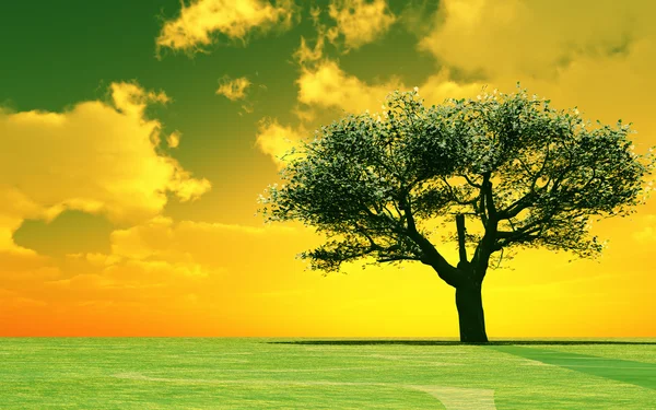 Bloeiende boom in de ondergaande zon — Stockfoto