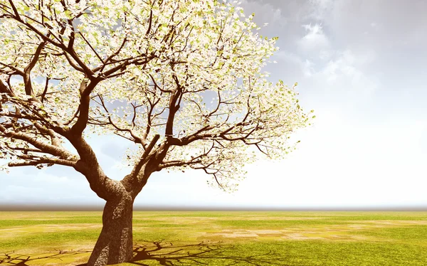 Krásné Kvetoucí strom — Stock fotografie