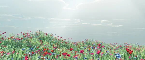 Pšeničné pole s květinami — Stock fotografie