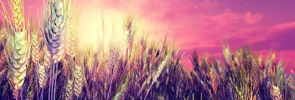 Beautiful wheat field in the sunset — Stock Photo, Image