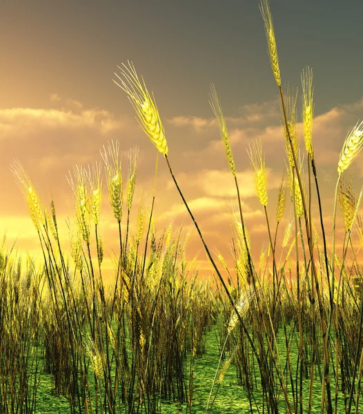 Krásný západ slunce nad pole pšenice — Stock fotografie