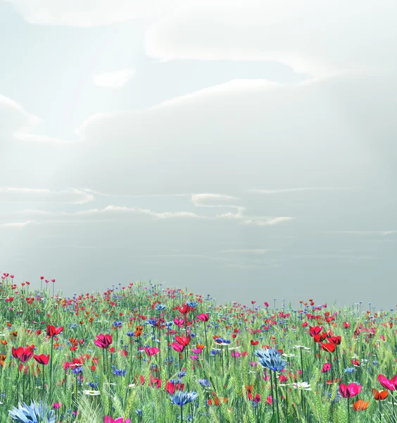 Vetefält med blommor — Stockfoto