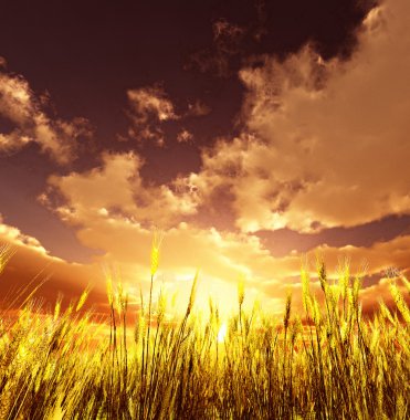 Golden wheat field clipart