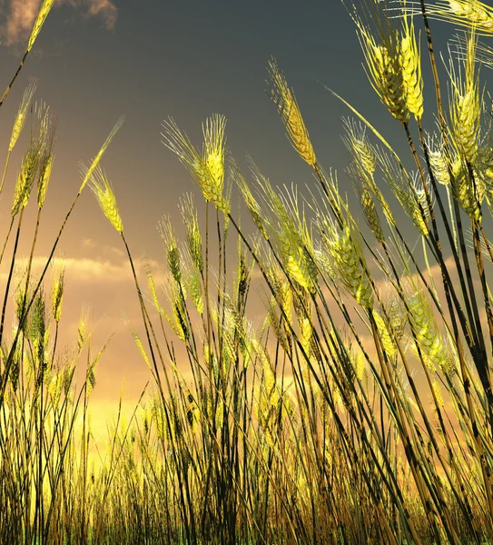 Güzel buğday tarlası — Stok fotoğraf