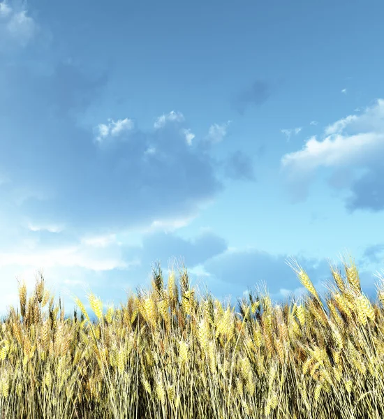 Campo de trigo no por do sol — Fotografia de Stock