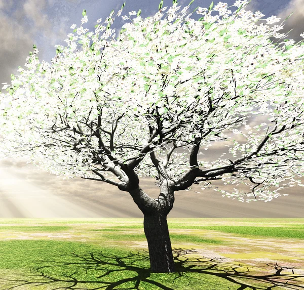 Drzewo kwitnące — Zdjęcie stockowe