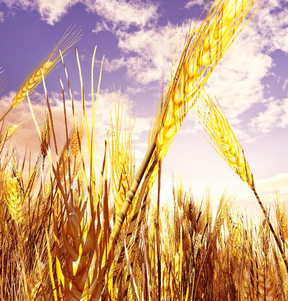 Красивое пшеничное поле — стоковое фото