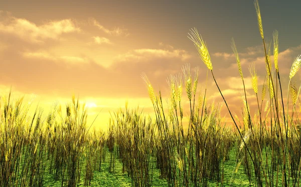 Hermoso atardecer sobre el campo de trigo — Foto de Stock