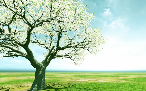 Bellissimo albero in fiore — Foto Stock