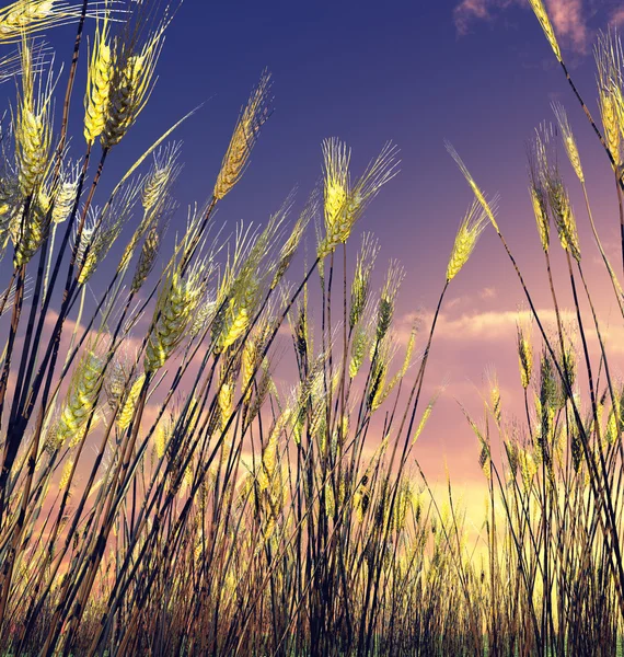 Piękne pole pszenicy — Zdjęcie stockowe