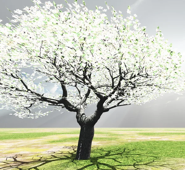 Drzewo kwitnące — Zdjęcie stockowe