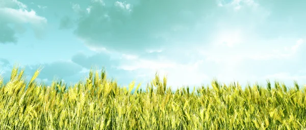 석양에 있는 밀밭 — 스톡 사진