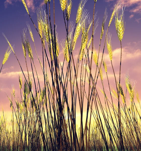 stock image Beautiful wheat field