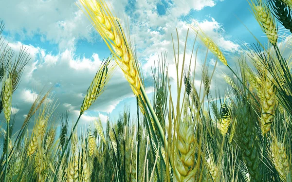 Campo di grano dorato — Foto Stock