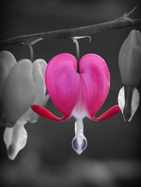 Bleeding heart flower clipart