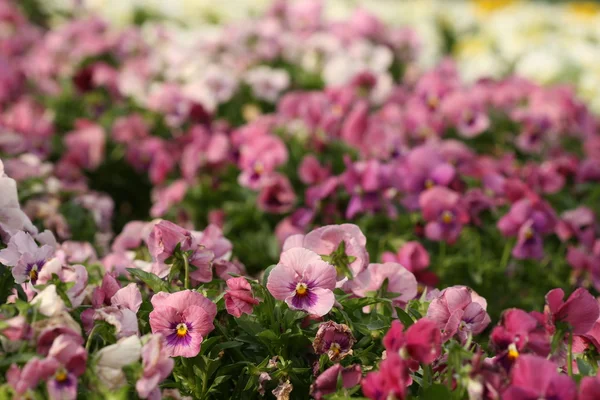 stock image Pansy flower