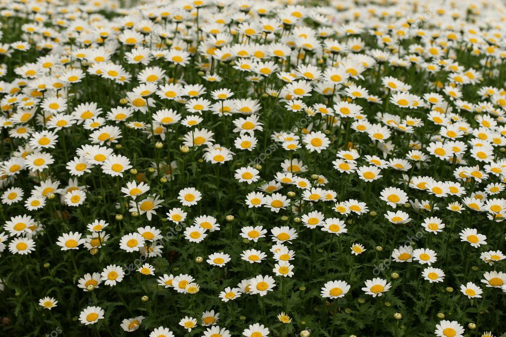 daisy flower |图库照片08zhiqiang hu#7152918