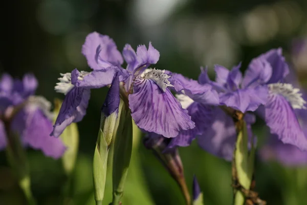 Purple iris — Stock Photo, Image