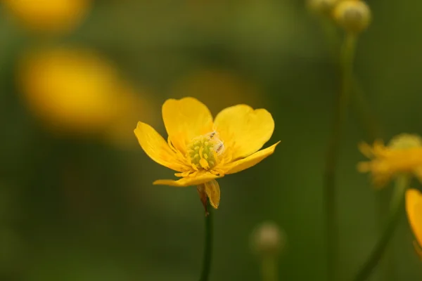 Fiore giallo — Foto Stock