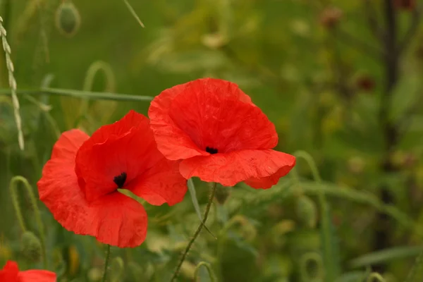 stock image Poppy flower