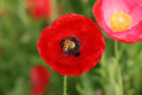 Včela na Makový květ — Stock fotografie