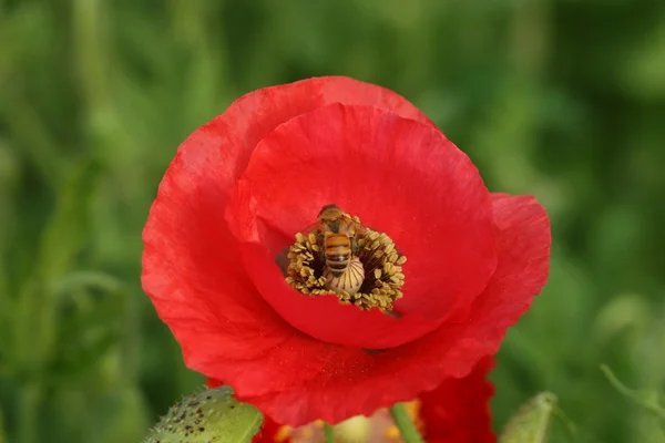 Abeja en flor de amapola —  Fotos de Stock