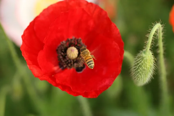 Mák virág méhecske — Stock Fotó