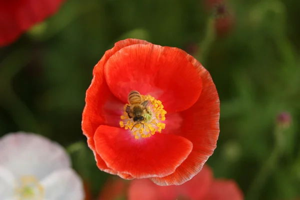 Бджола на маковій квітці — стокове фото