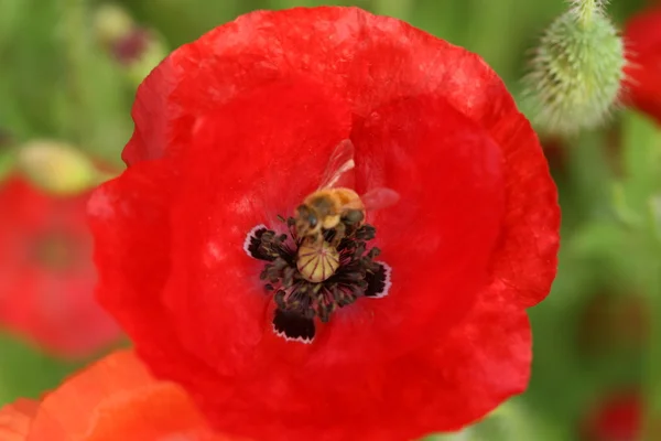 Μέλισσα πάνω λουλούδι παπαρούνας — Φωτογραφία Αρχείου