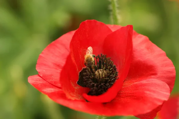 Bee on poppy flower — Stock Photo, Image