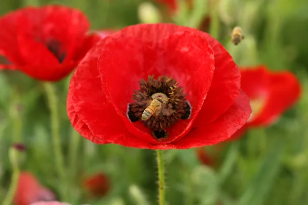 Haşhaş çiçek arıya — Stok fotoğraf