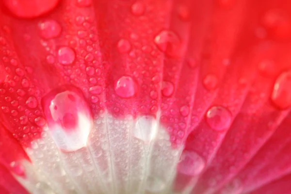 Dew on poppy flower petal — Stock Photo, Image