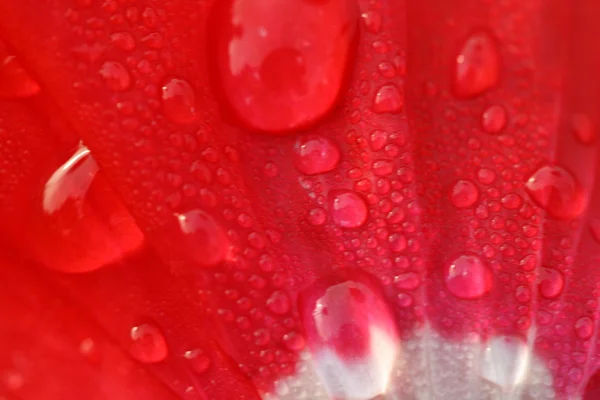 Dew on poppy flower petal — Stock Photo, Image