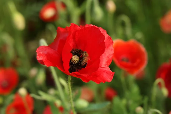 Bee poppy flower — Stock Photo, Image