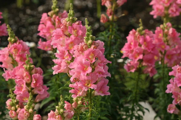 Snapdragon flower — Stock Photo, Image