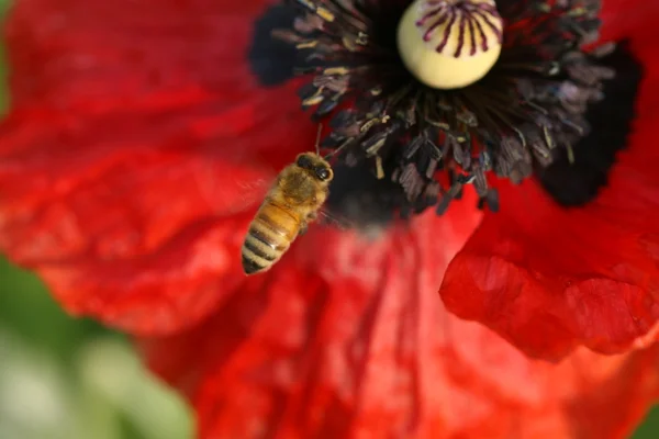 蜂のケシの花 — ストック写真