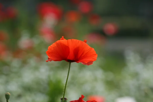Piękny kwiat maku — Zdjęcie stockowe