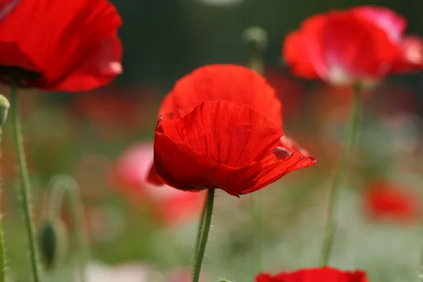 아름다운 양귀비 꽃 — 스톡 사진