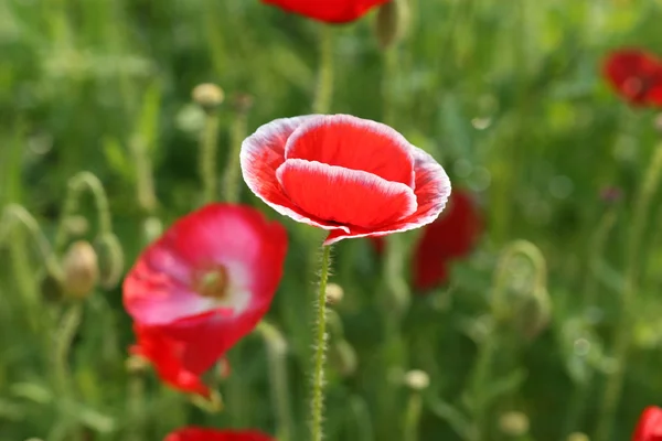 Beautiful poppy flower — Stock Photo, Image