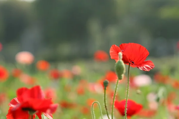 Hermosa flor de amapola — Foto de Stock
