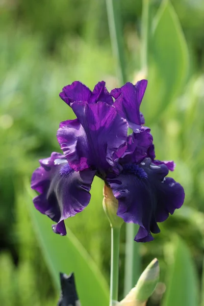 Flor de iris —  Fotos de Stock
