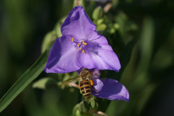 Biene in blauer Blume — Stockfoto