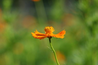 Sarı papatya çiçeği