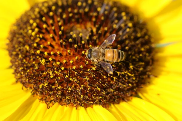 Pszczoła na słoneczniku — Zdjęcie stockowe