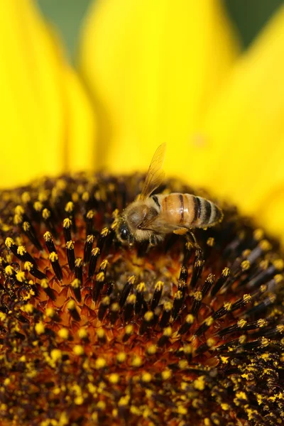 ひまわりのミツバチ — ストック写真