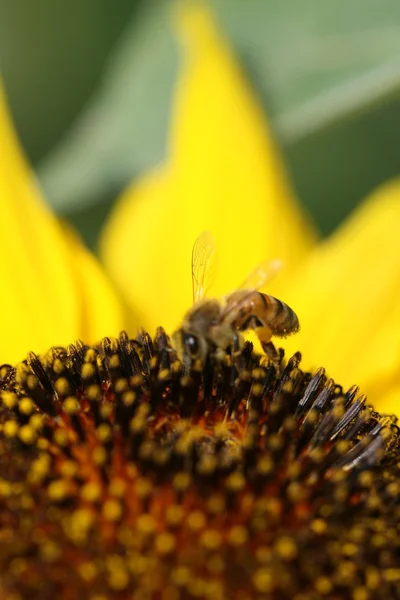 Бджола на соняшник — стокове фото