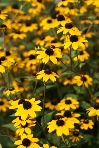 Чёрный цветок Сюзан — стоковое фото