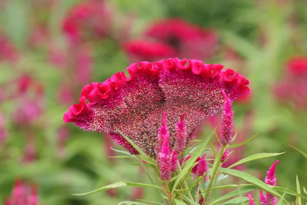 Cockscomb — Stockfoto