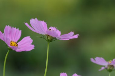 güzel cosmos çiçek